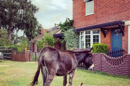 Pilley donkeys