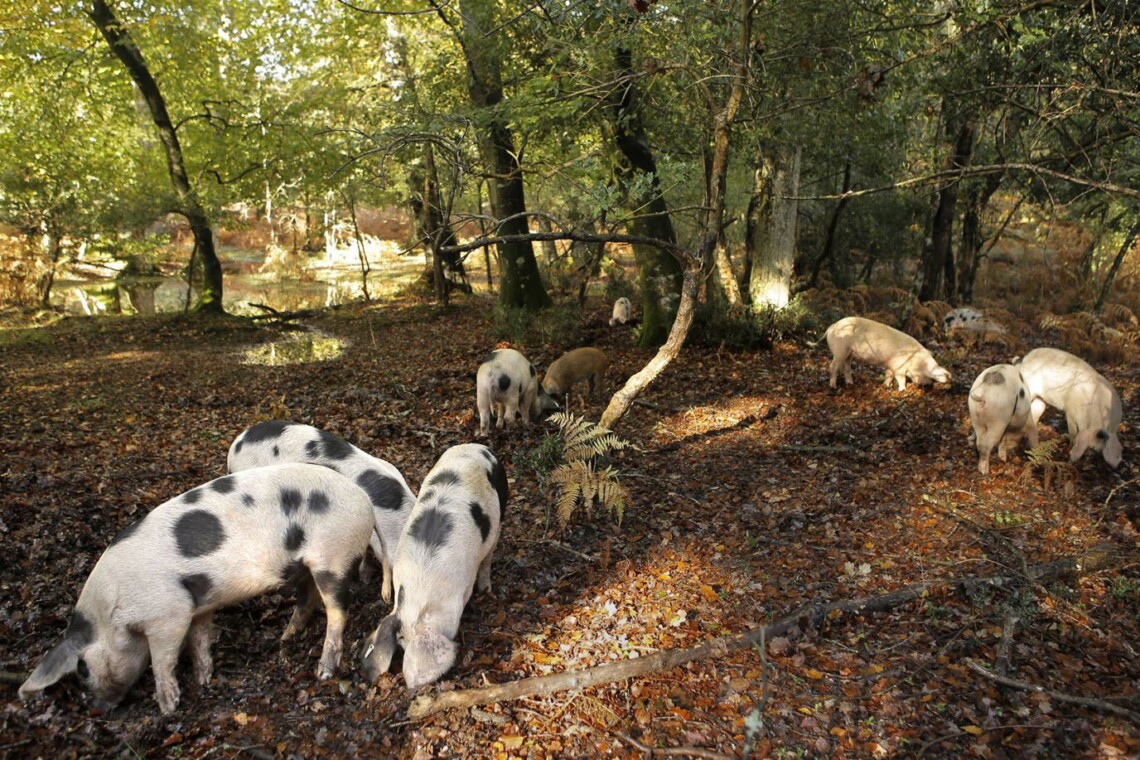 pannage