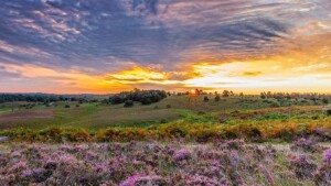 Autumn New Forest