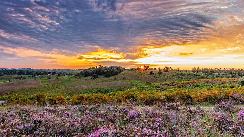 Autumn New Forest