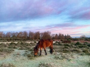 Winter Wildlife New Forest