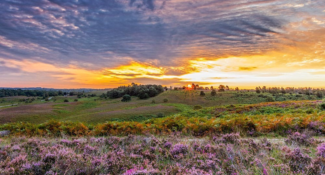 Autumn New Forest