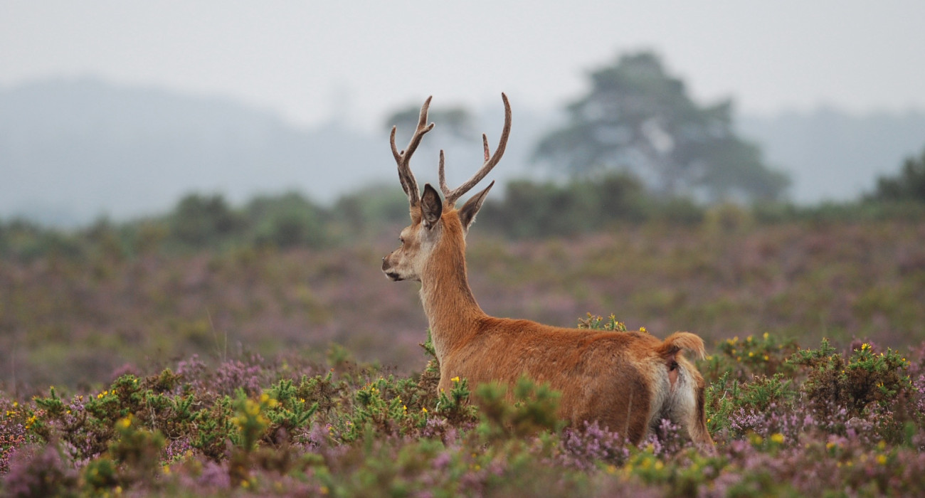 Rutting Season New Forest